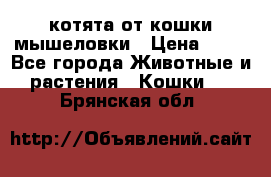 котята от кошки мышеловки › Цена ­ 10 - Все города Животные и растения » Кошки   . Брянская обл.